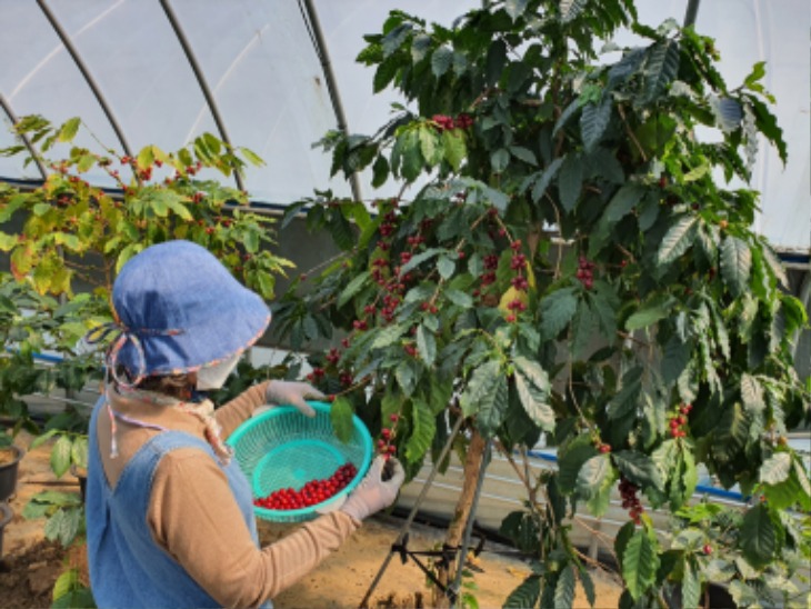 [미래농업과]붉은 커피 열매 수확 시작한 상주고을(커피 수확하는 농가).jpg