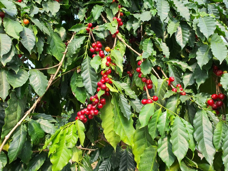 [미래농업과]붉은 커피 열매 수확 시작한 상주고을(잘익은 커피체리).jpg