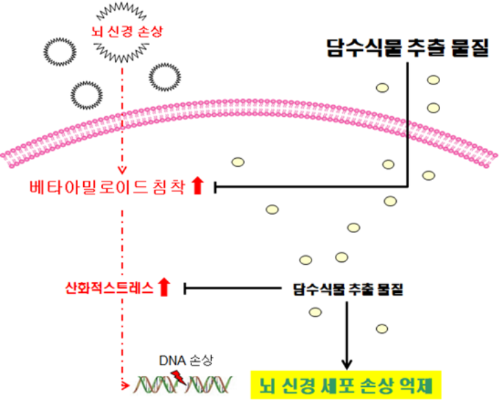 [국립낙동강생물자원관] 담수식물 활용한 뇌질환 개선 기능식품 상용화 추진(4.23).png