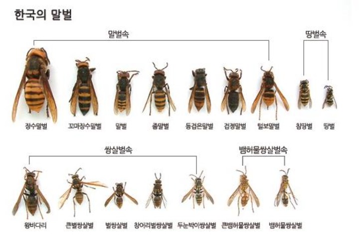 한국의 말벌의 종류.jpg