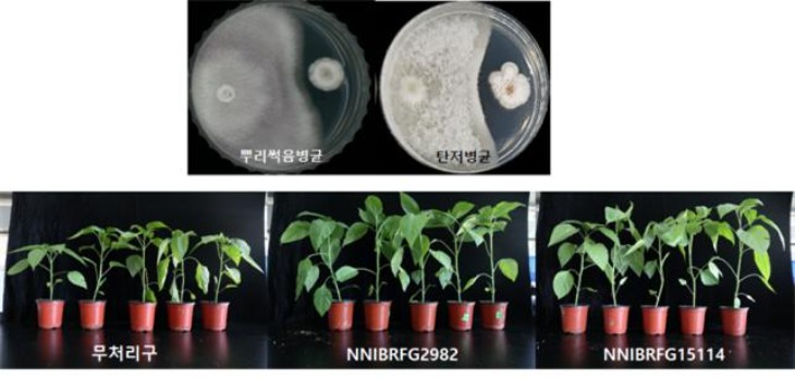 식물병원균에 대한 항균활성(위) 및 담수균류의 처리를 통한 식물생장촉진효과(아래).jpg
