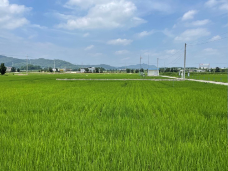 [기술보급과]고품질 쌀 생산을 위한 이삭거름 사용 요령(농업기술센터에서 운영하는 벼 품종 시험용 논 모습).jpg
