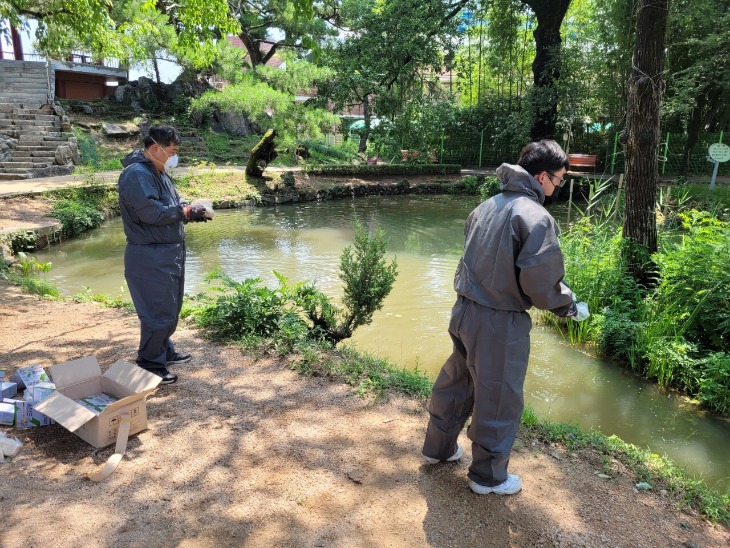 [보건위생과]“시민 건강 지키자”…상주시, 하절기 방역 강화 나서(상주시 방역기동반이 중앙공원 연못에 모기 유충구제약을 뿌리는 모습).jpg