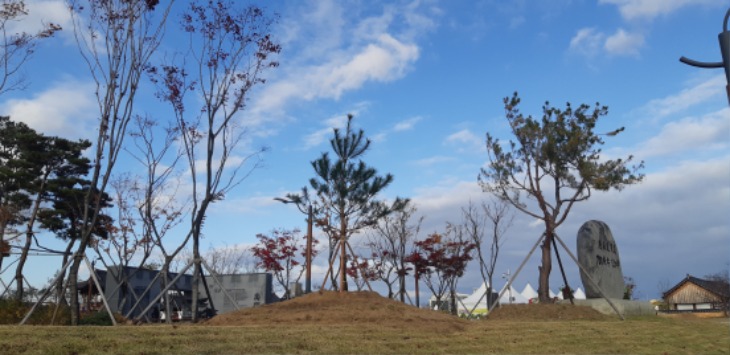 [산림녹지과]상주시, 천연기념물 ‘정이품송’ 자목 심어(경상감영공원).jpg