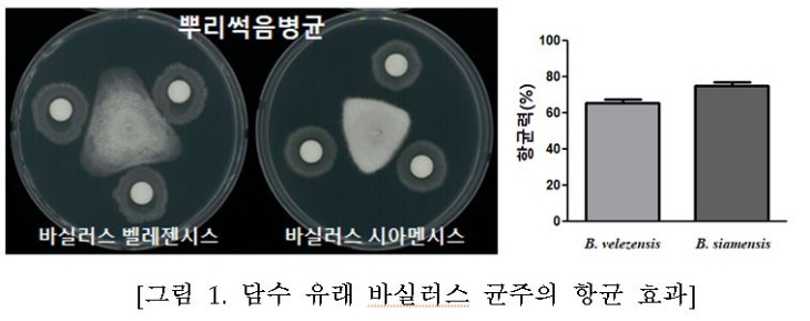 담수 유래 바실러스 균주의 항균 효과.JPG