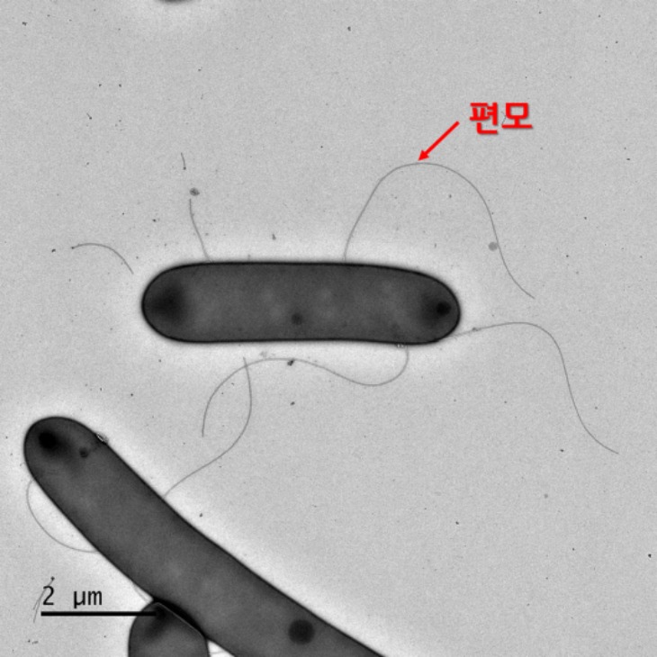 페니바실러스 공검지아 투과전자현미경 사진.jpg
