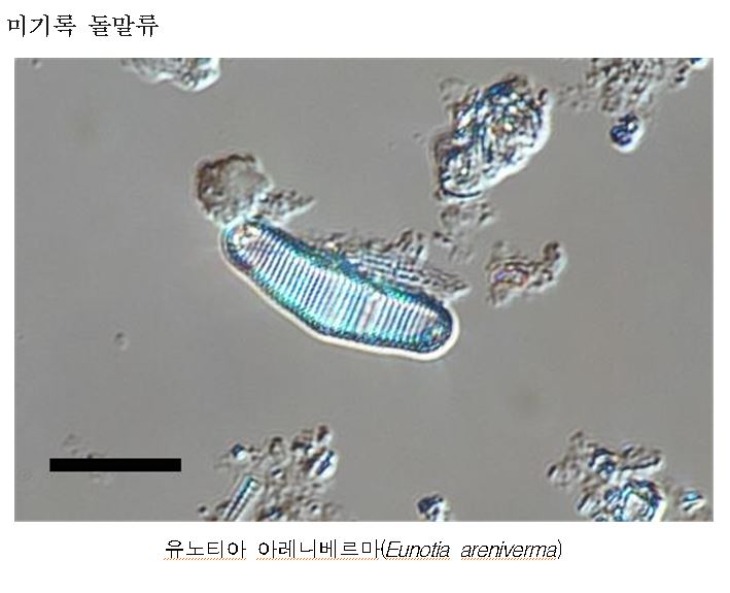 미기록 돌말류    사진.JPG