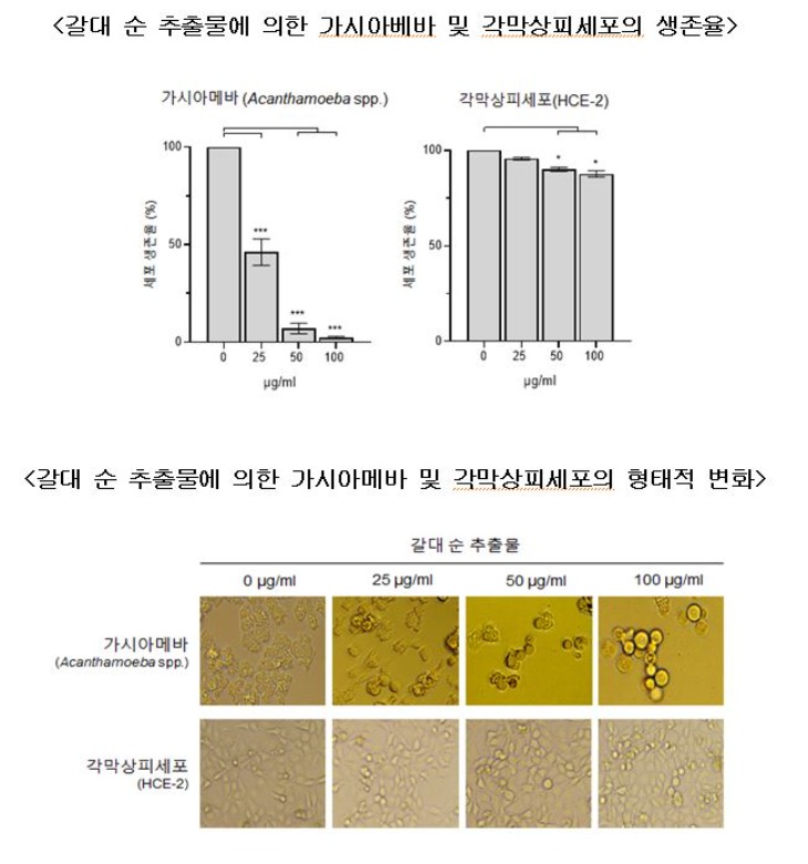 그림2 갈대 순 추출물에 의한 가시아베바 및 각막상피세포의 생존율과 형태적 변화.JPG