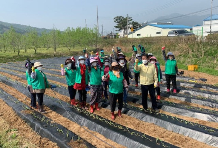 (낙동면)고구마 심기 행사-2.jpg