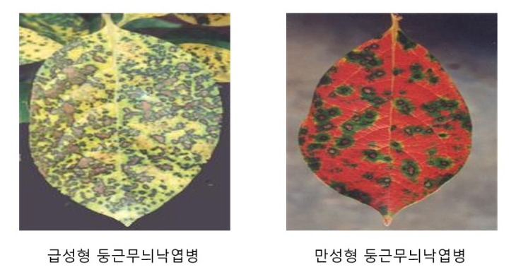감나무 둥근무늬낙엽병_1.jpg