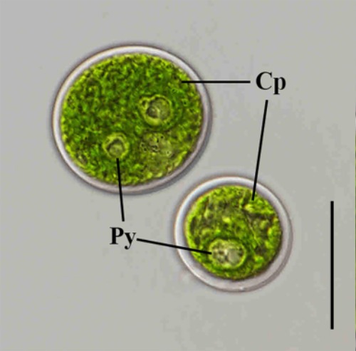 녹조류(Chlorococcum macrostigmatum).jpg