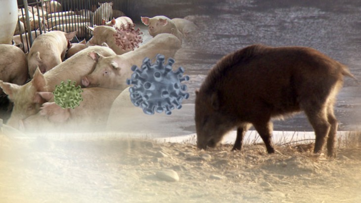경북도, 야생멧돼지 아프리카 돼지열병 바이러스 검출.jpg