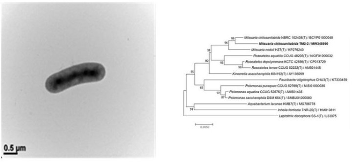 미트수아리아 키도사니타비다(Mitsuaria chitosanitabida) 균주의 전자현미경사진 및 계통도.JPG